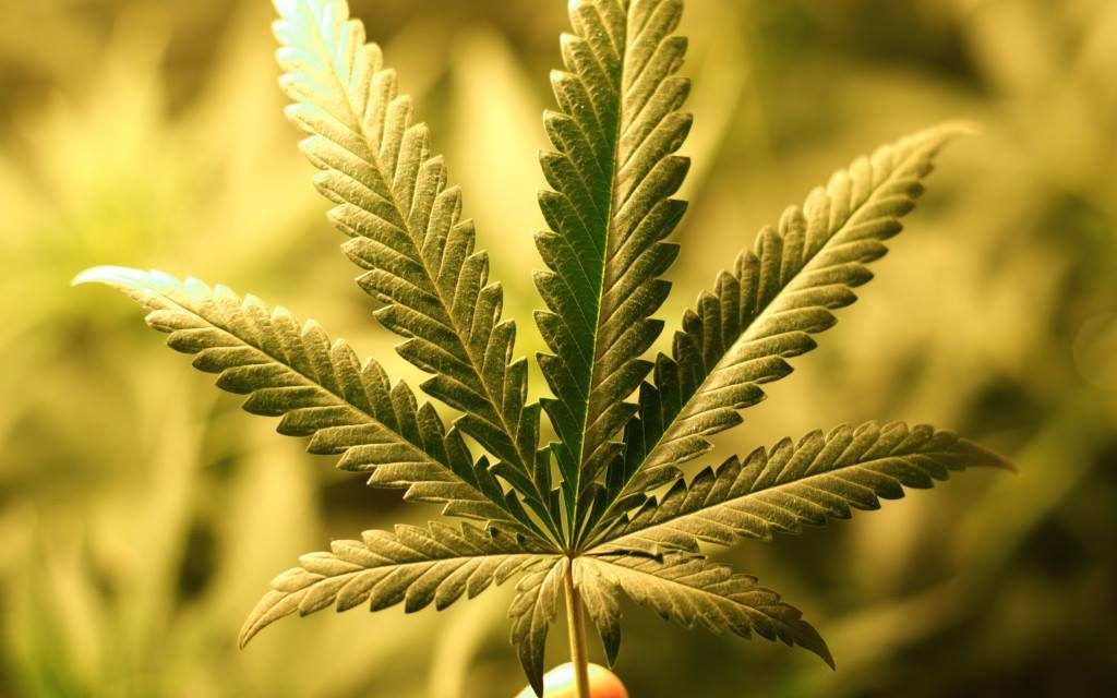 Υπόμνημα για ιατρική χρήση Κάνναβης στον Πανελλήνιο Ιατρικό Σύλλογο