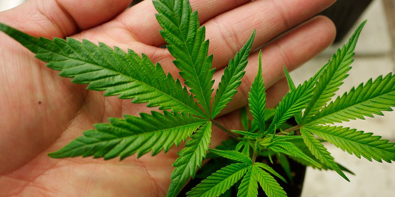 Κάνναβη, ένα παρεξηγημένο φυτό που μπορεί να σώσει τον πλανήτη
