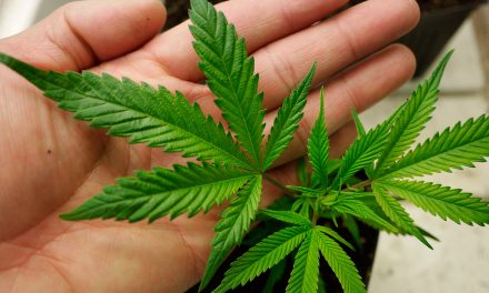 Κάνναβη, ένα παρεξηγημένο φυτό που μπορεί να σώσει τον πλανήτη