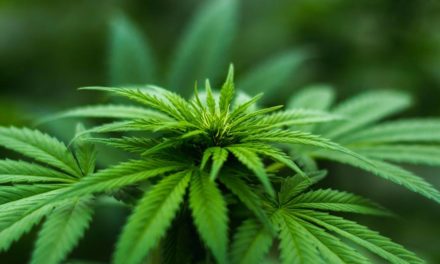 Κάνναβη: Όλα τριγύρω αλλάζουνε και όλα τα ίδια μένουν (κάλεσμα σε αντιαπαγορευτικές δράσεις)