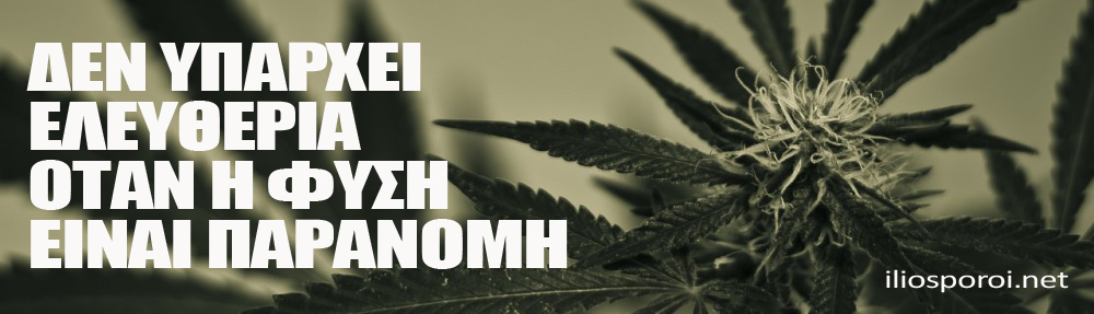 Καταρρίπτοντας 5 μύθους για την Κάνναβη