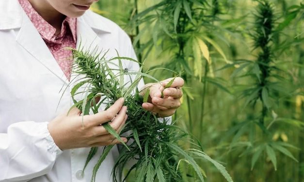 Πρωτοβουλία για την δημιουργία «Ελληνικού Παρατηρητηρίου για την Ιατρική Χρήση της Κάνναβης»